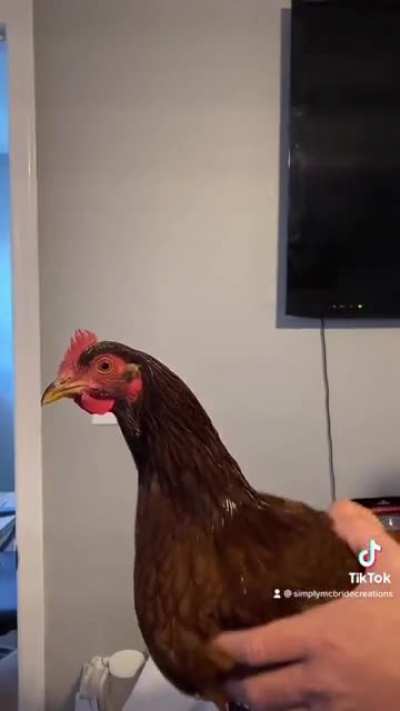 ? TIL that chickens can keep their heads stable while their whole body is being moved
