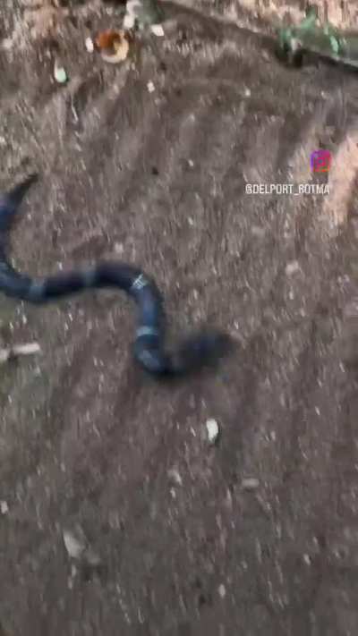 The unpredictable moves of the Boulenger's Garter Snake serve as a defensive tactic.