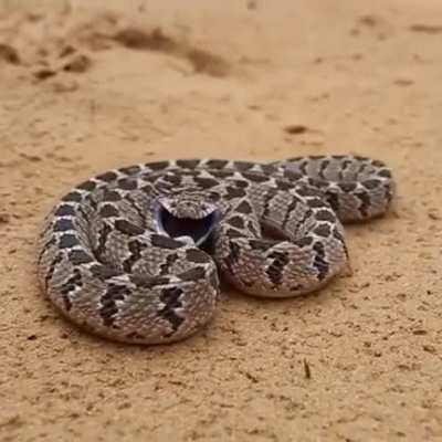 ? The defensive display of the Rhombic egg eater snake