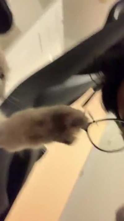 my cat doesn’t like my glasses