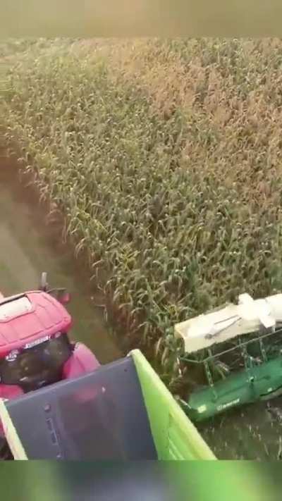 This forage harvester filling the trailer to the exact millimeter