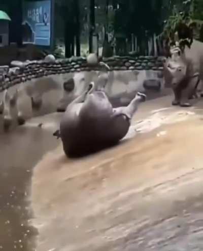 Rare instance of a graceful rhino