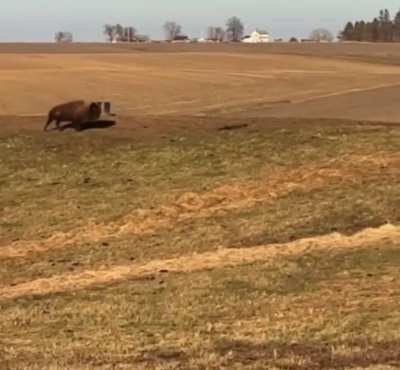 ? Meet Our Spirited Young Herd Bull, Joyfully Bouncing Around the Pasture While We Work on the Fence! Unbothered and Full of Life, He's the Heart of the Ranch!