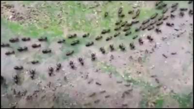? A trail of termites (up) and a trail of ants (down), both protected by a row of their soldiers in a stand-off, without fighting.