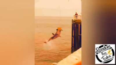 Rescued Seal