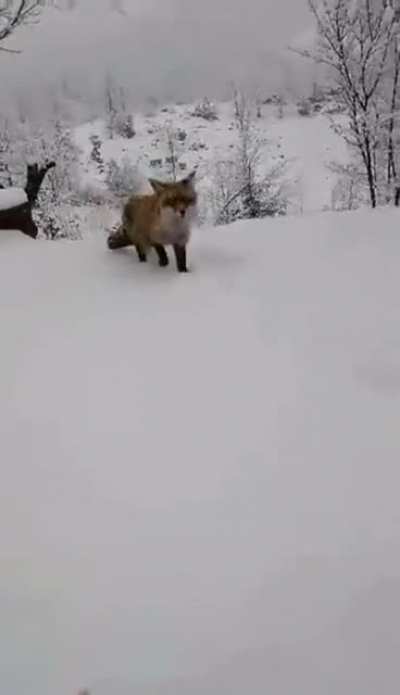 To feed wild animals