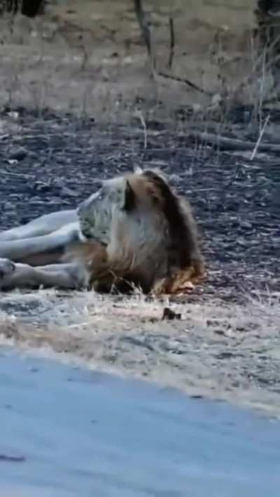 People on bike passing by an Asiatic Lion in Gir National Park, India.