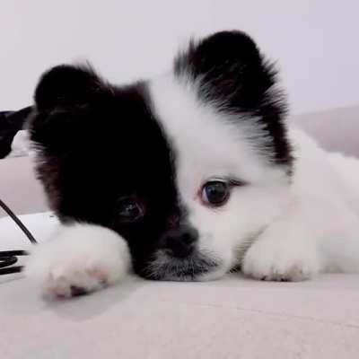 ?? pom so cute