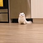 Illegal amount of cuteness