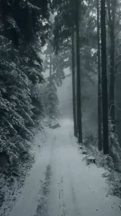 ? A fly through German Black Forest