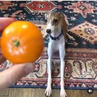 Dog is scared of citrus fruit