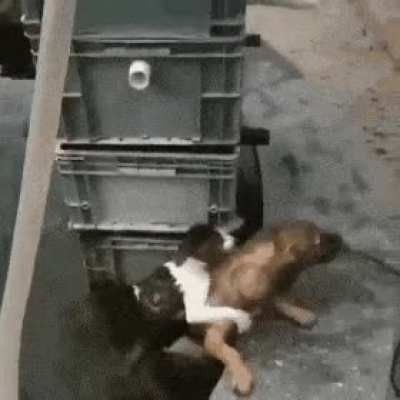 Heroes comes in all forms ??