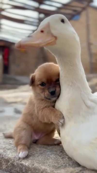He's actually riding on a duck :)))