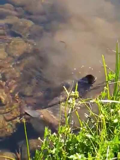 ? Platypus swimming in a creek