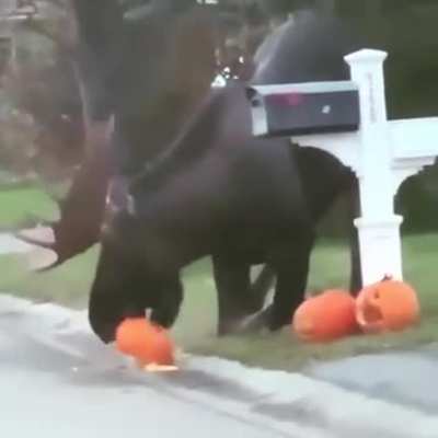 They call him "The Halloween Moose" He loves eating people pumpkins