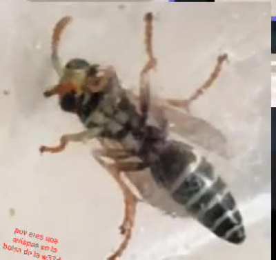 Inside weedbag