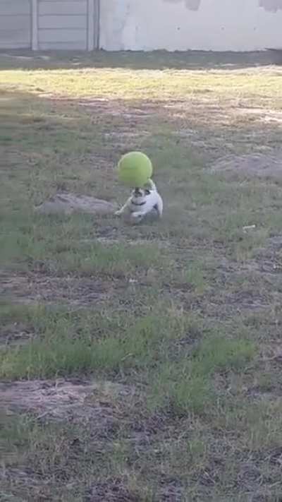dog killing it