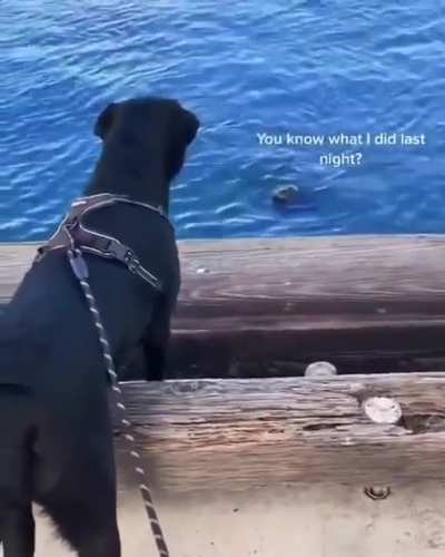 Water doggo meets land doggo.
