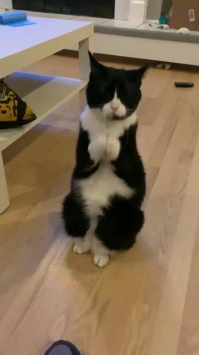 feed me hooman
