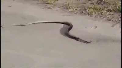 ? Venomous Snakes can accidentally or purposely kill themselves