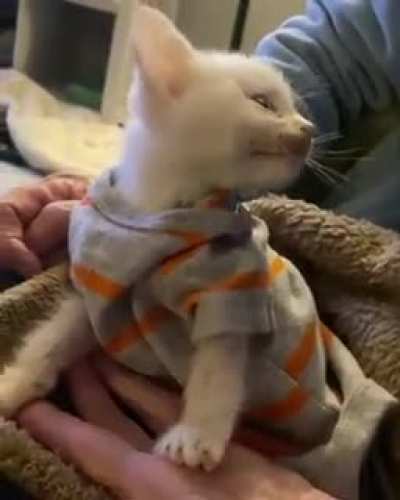 Snowball just came out of emergency abdominal surgery and has a lot to say about it