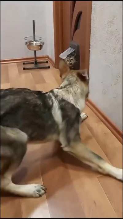 The dog almost had a heart attack