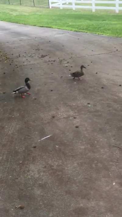 The new neighbors got into a fight.