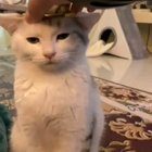 A little queen cat ? during lockdown!