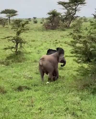 ? Adorable elephant tries to intimidate the cameraman?