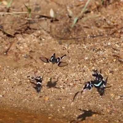 ? Lamproptera meges, the Green Dragontail, is a species of swallowtail butterfly found in parts of South &amp; Southeast Asia.