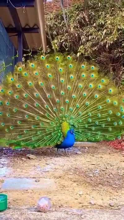 ? Peacock displaying its feathers