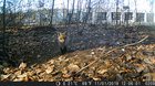 Baby fox party. Put a trail cam on a fox den this weekend.