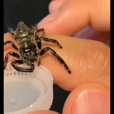 ? have you ever seen a spider drinking water?