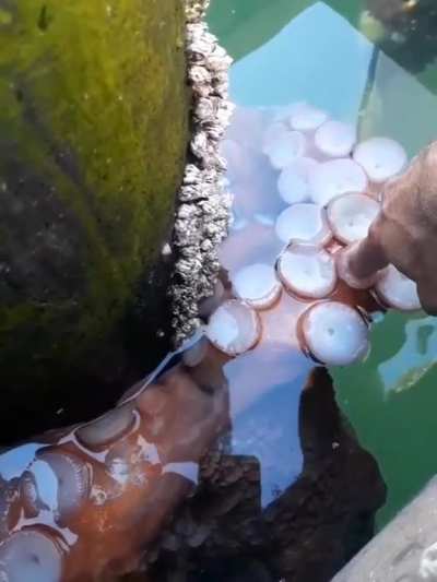 ? When you go to pet an octopus, and it pets you back