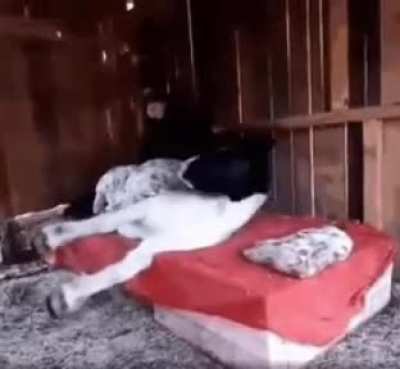Everybody needs a good Sleep