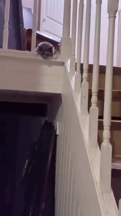 When the Dog Is Scared of the Cat ??? | Funniest Reaction Ever!