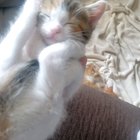 Today, Fiona decided to sleep like her sister, Sinead, taught her.