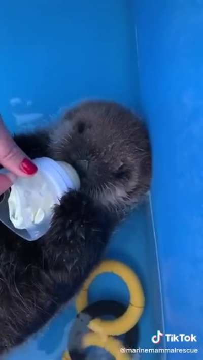 An orphaned sea Otter baby ?