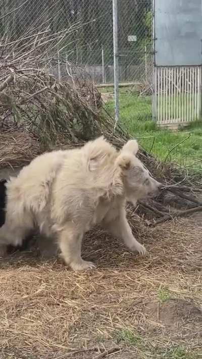 A bear emerging from hibernation (credit to whiterockbearsanctuary)