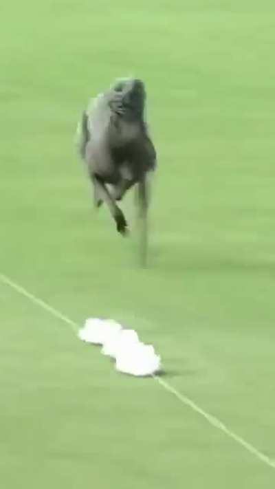 The world’s fastest dog