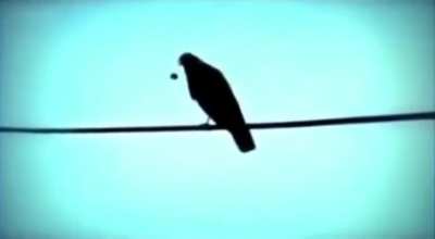 The Intelligence of Japanese Crows