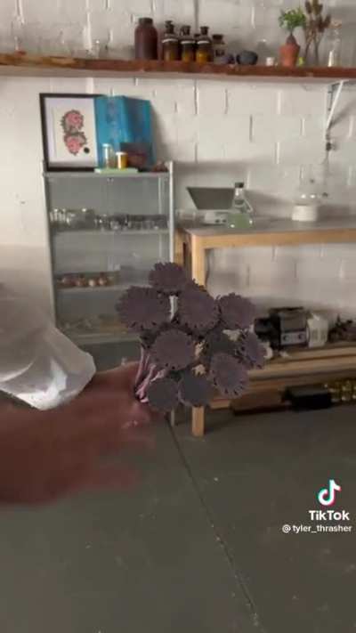 Pigment changing colors