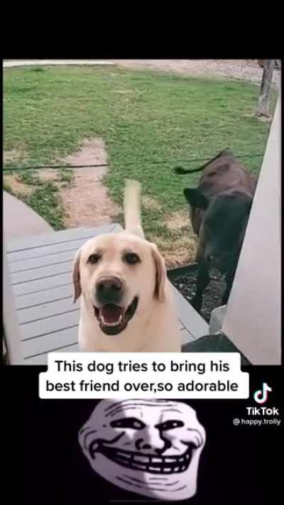 Dog tries to bring a guest home :)