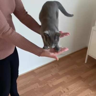 Ok human, I trust you