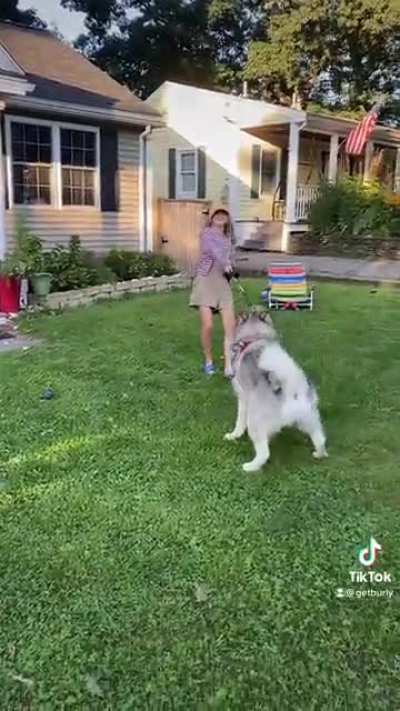 13 yr old tries to walk a 10 month old Alaskan Malamute ??