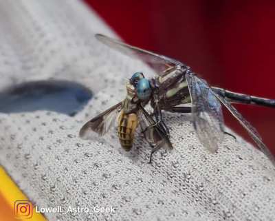 ? Dragonfly caught a bug mid-flight and ate it on my kayak.