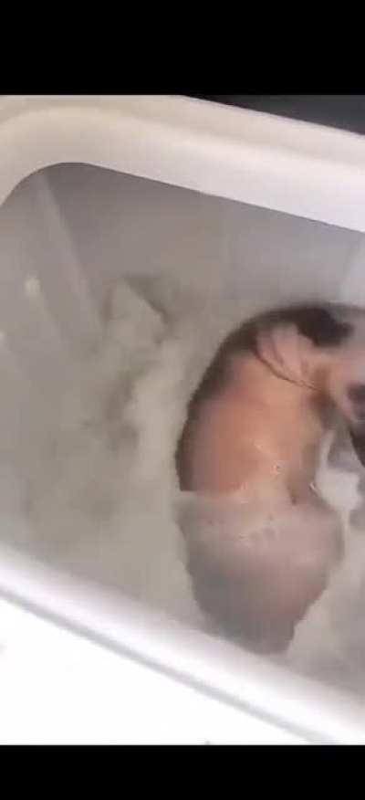 Washing the dog