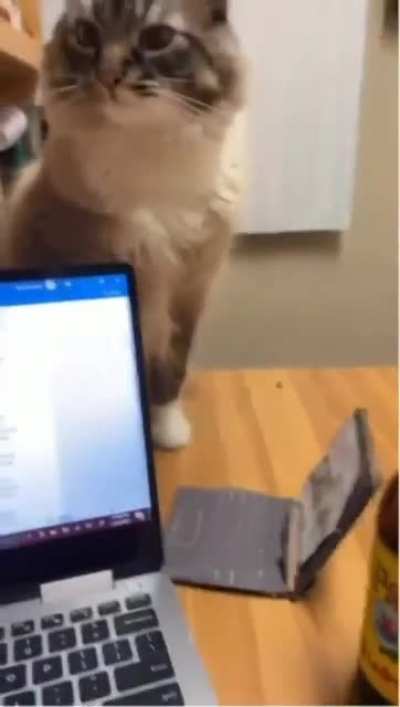 ONG if this cat isn't I don't know what is?
