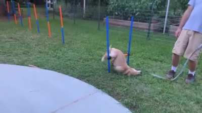 Dog training