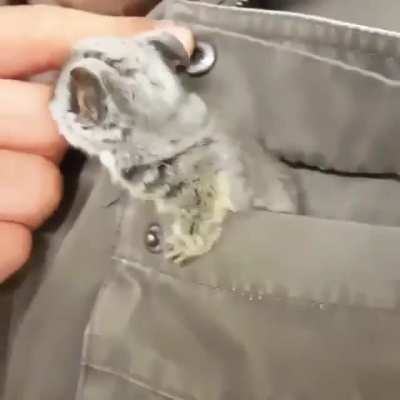 Pocket aww
